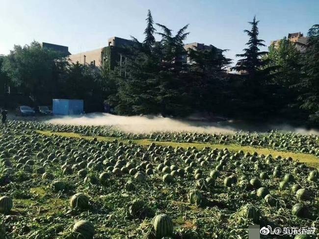 黄色短视频,网站