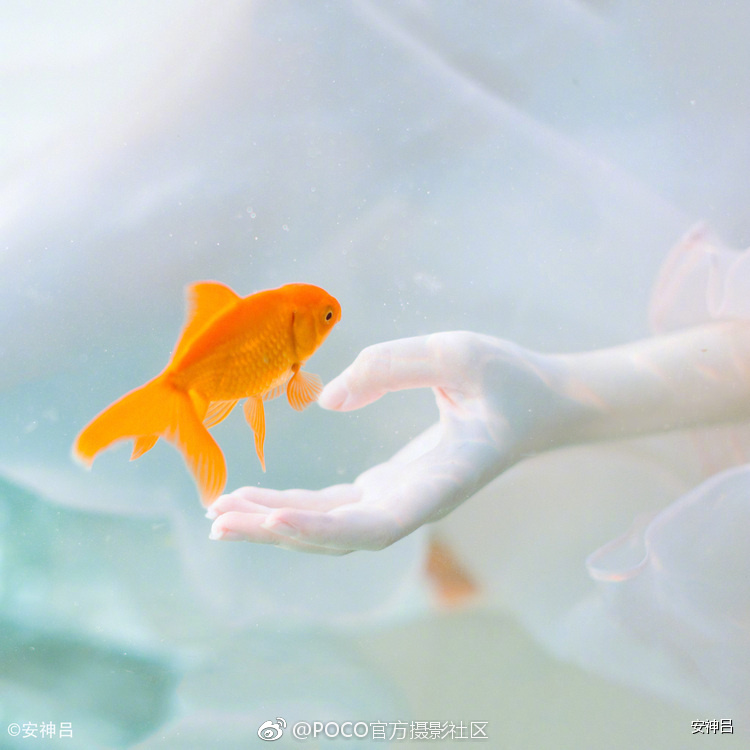 我是一只鱼望着鱼缸外的你敲了敲玻璃你对我微笑离