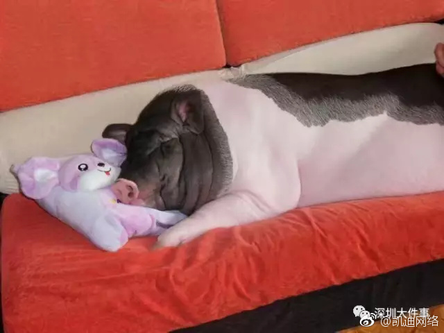 黄色无码视频网站