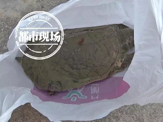141 成人 网