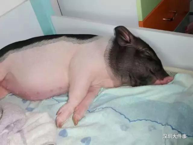 啪啪免费视频