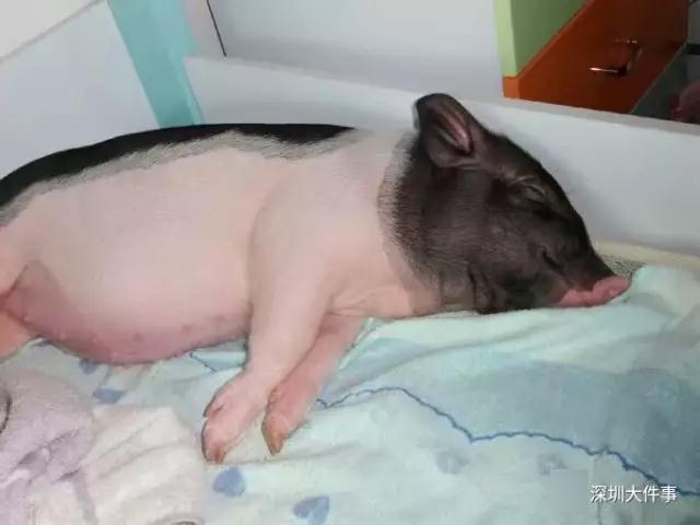欧洲三级片播放视频