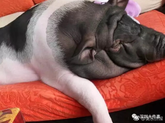 美国黄色直播件