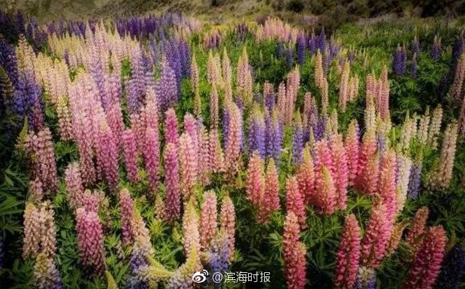 情趣木馬