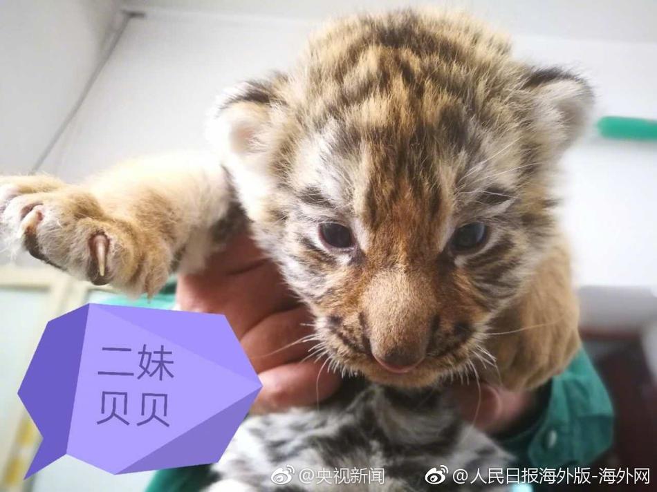欧美情色片