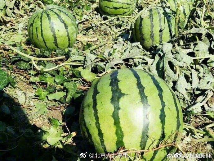 操逼逼软件
