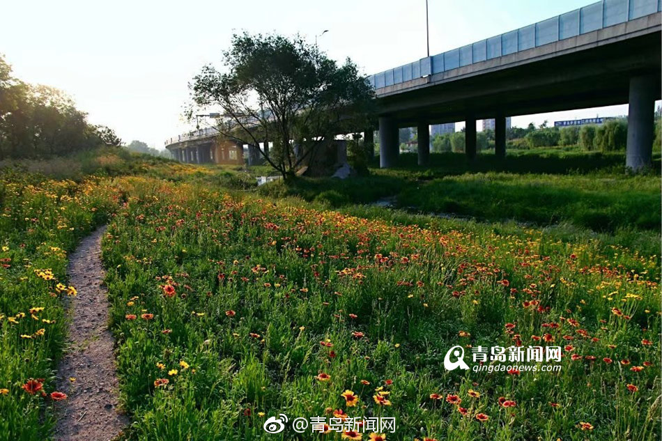 新七龍珠龜仙人