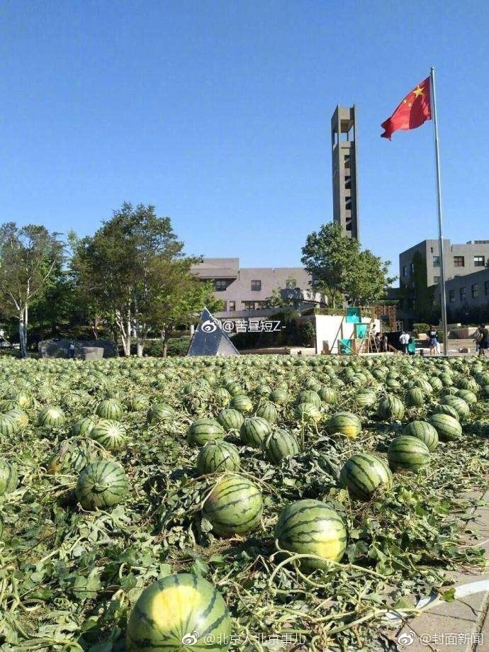 拔萝卜原声不带歌词没有马赛克