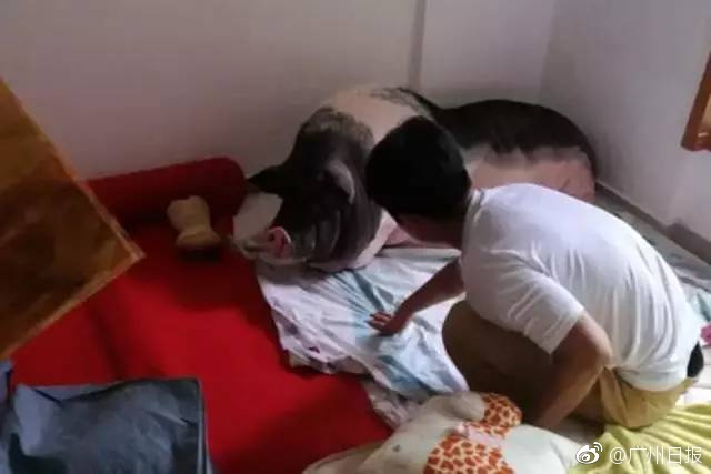 成年人视频免费在线看