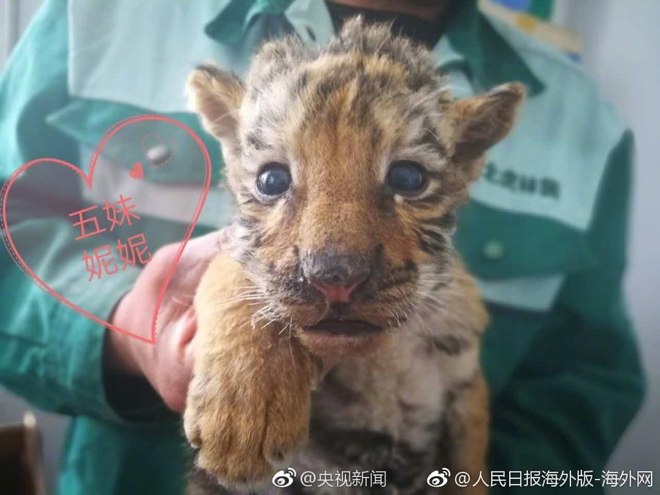 张柏芝ⅩXXXX喷潮毛片