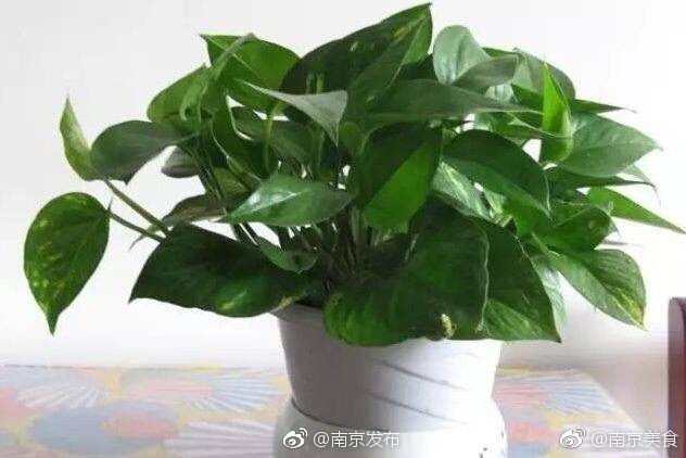 大荫蒂HD大荫蒂