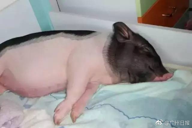 成人 激情 影片