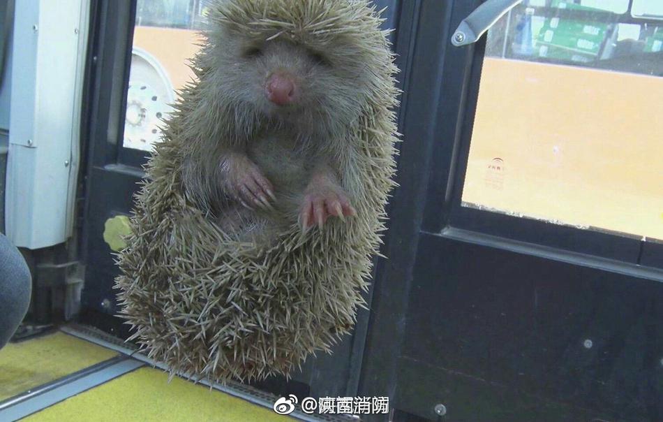 啊 用力 嗯 轻一点亲嘴