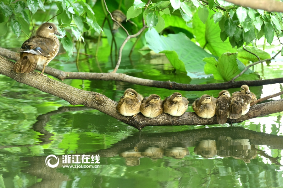 蜜桃在线