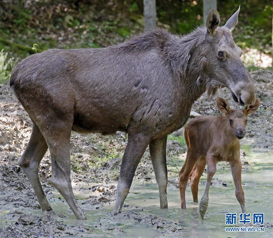 黄片免费观看