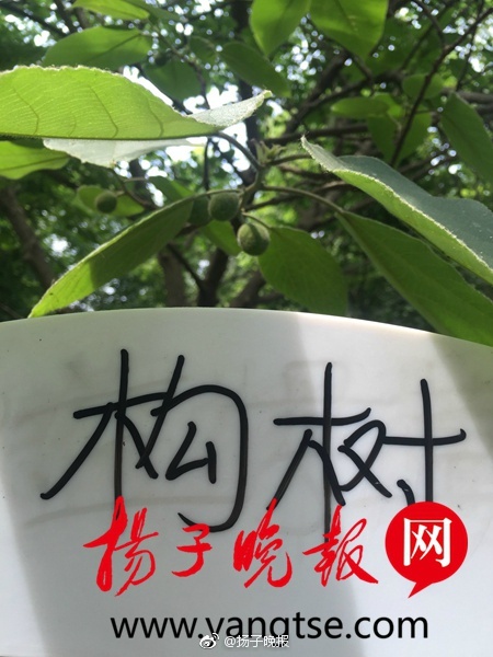 日本國王遊戲