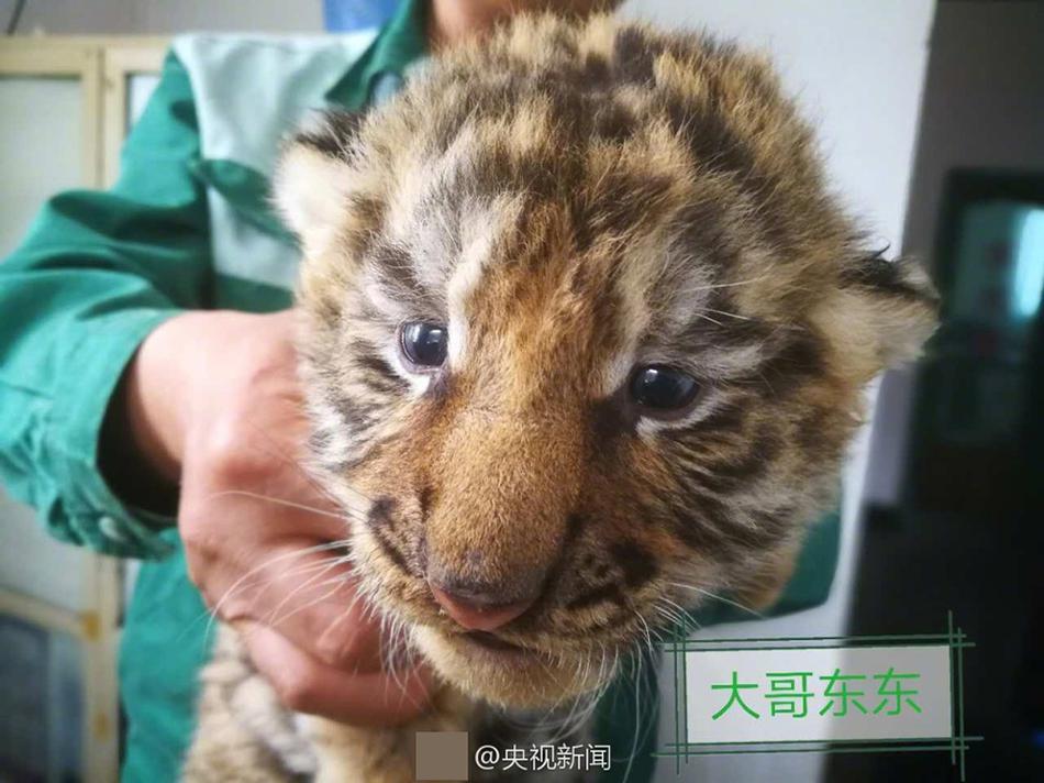 h片
