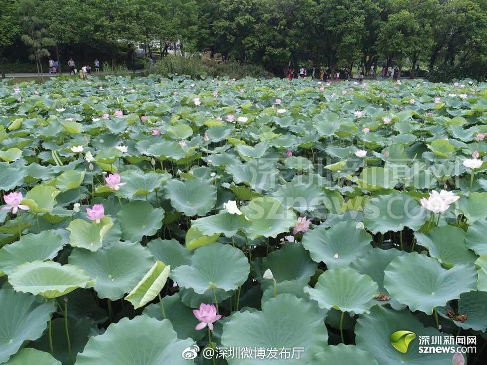 一级黄色网