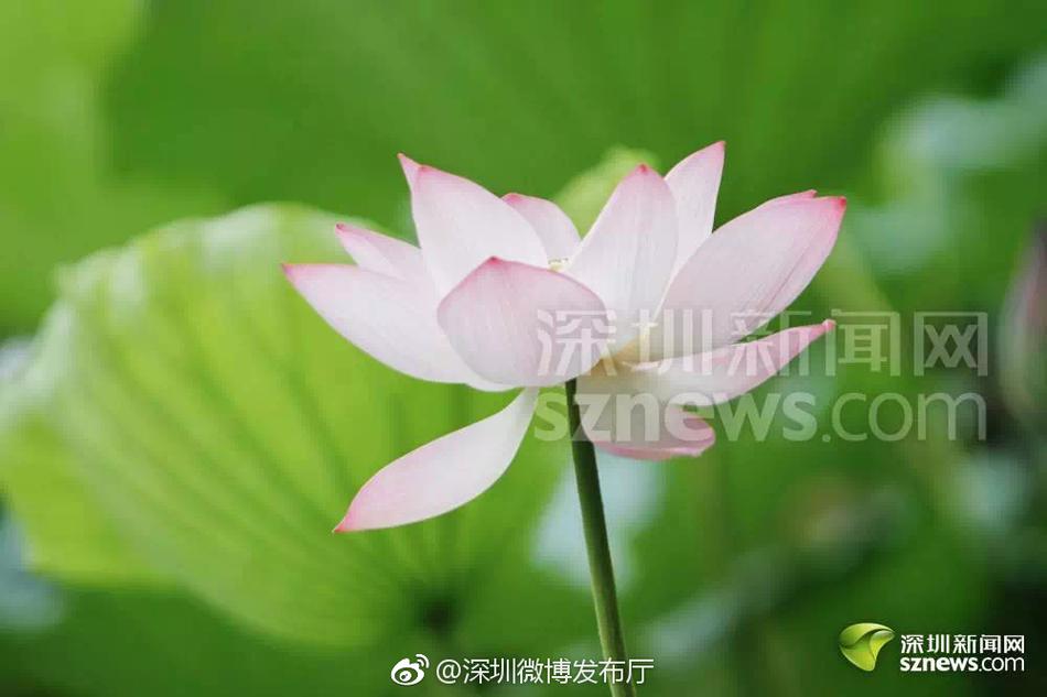 被老外躁得高潮全过程