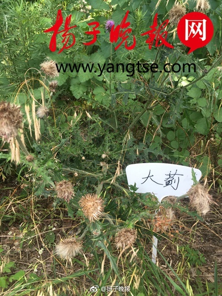 亚洲女性日逼视屏