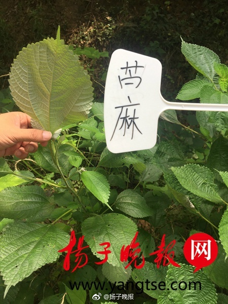 老太太逼性爱