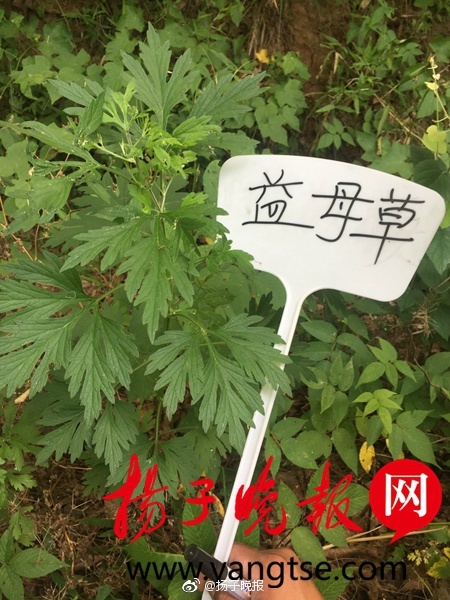 91精品人妻一区二区三区蜜桃