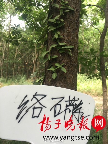 霍思燕三级