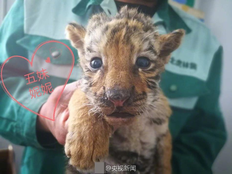 无尽 裸体 白丝拔萝卜