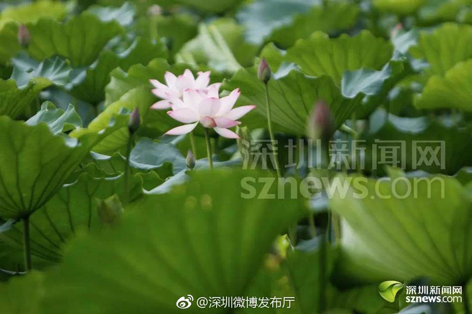 无套内谢小罗莉