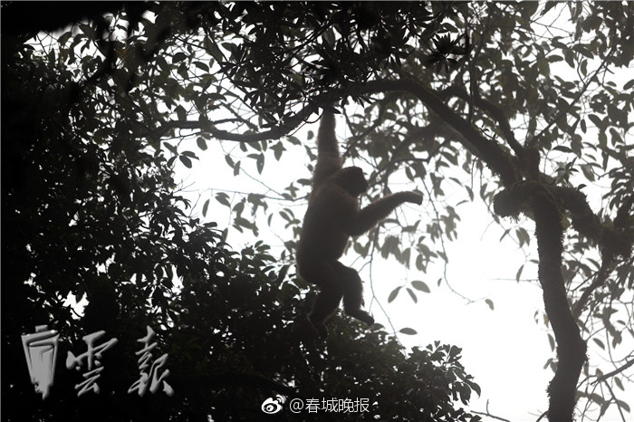 黄片免费区