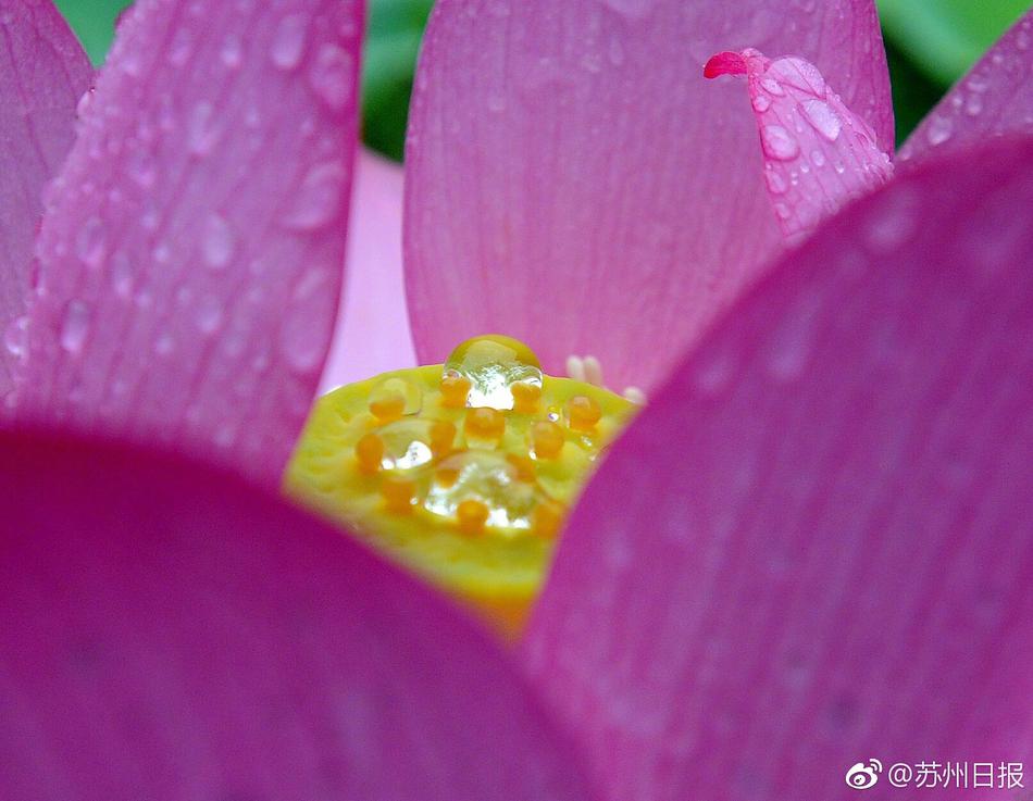 挑花一级黄色毛片