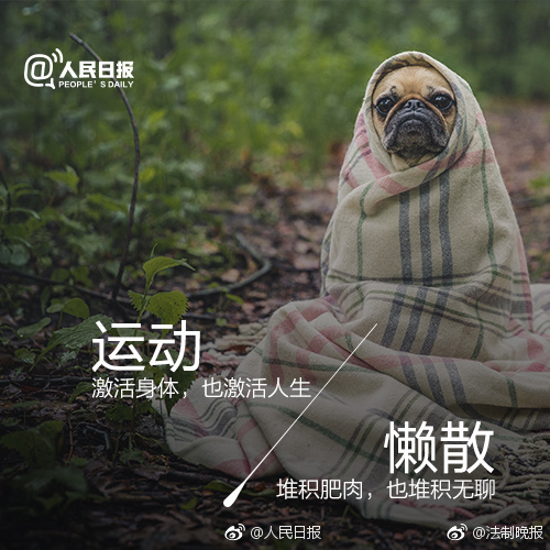 肥猪