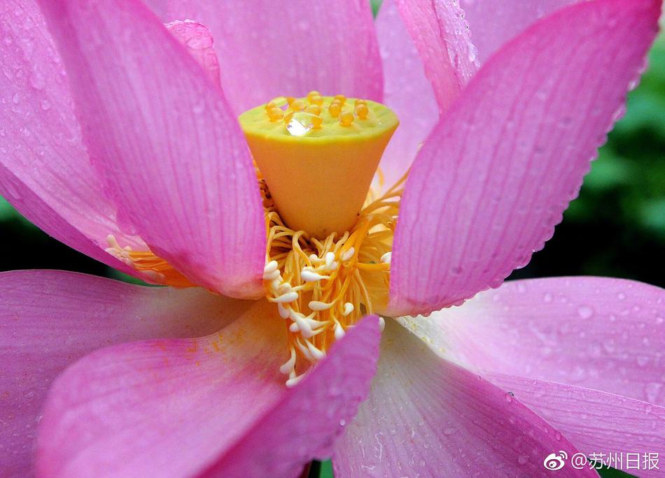 给我放一个免费的操逼片