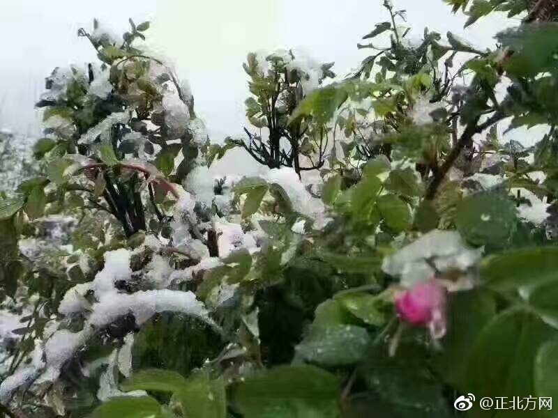 大龟慢慢挺进妈妈身体里