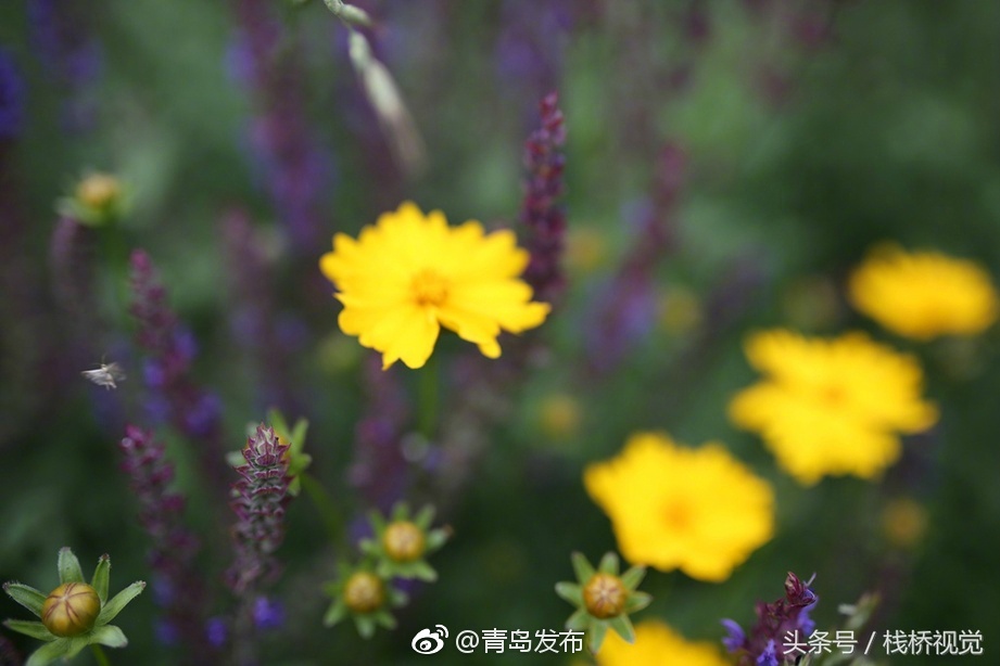 耄耋老妇7080性Hd