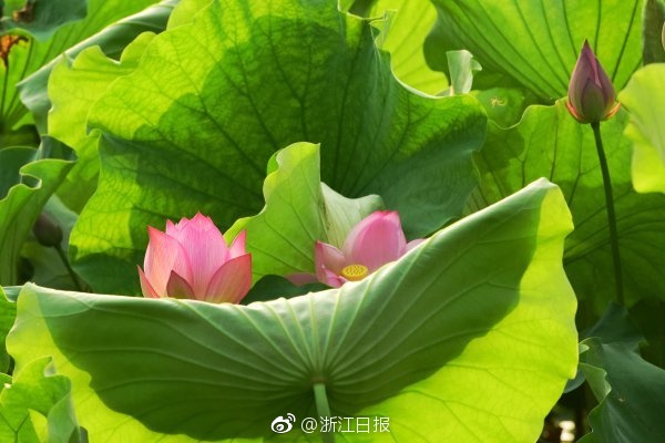 七大罪动漫