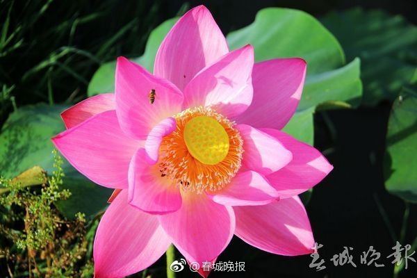 麻花传MD034苏蜜清歌义父