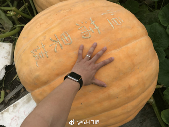 青娱乐av