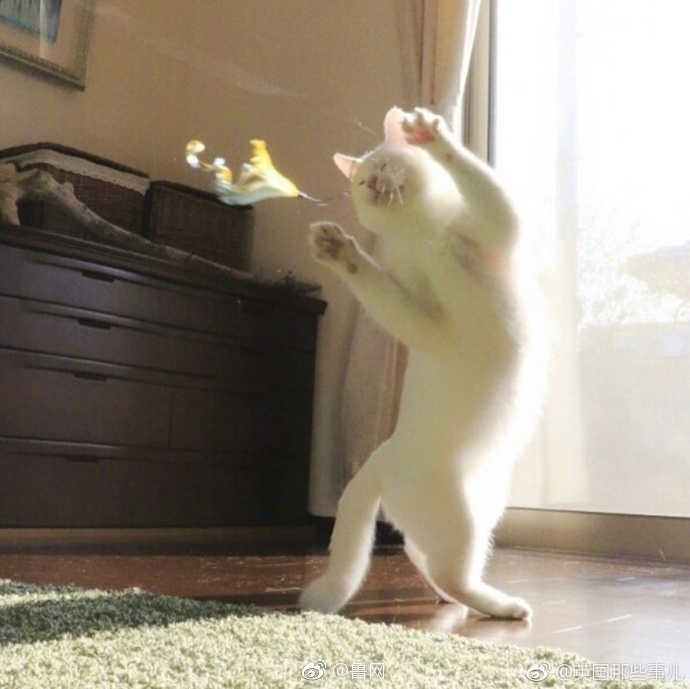撒尿Free   性HD