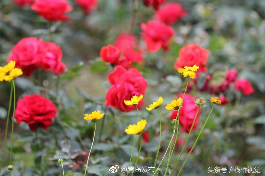 美女露出 让男生玩网站