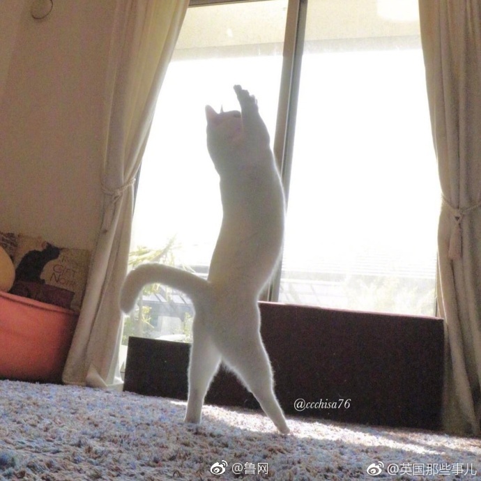 大陰蒂