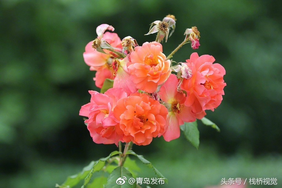 台灣三級