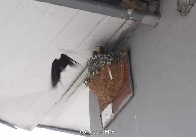 欧美激情老人
