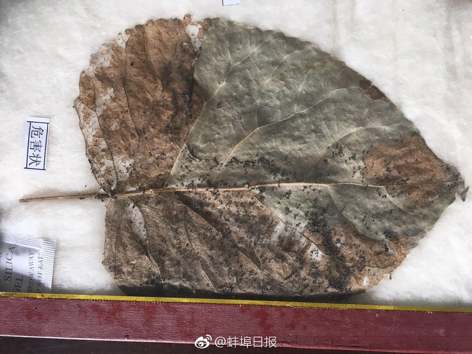 台灣免費三級理论片
