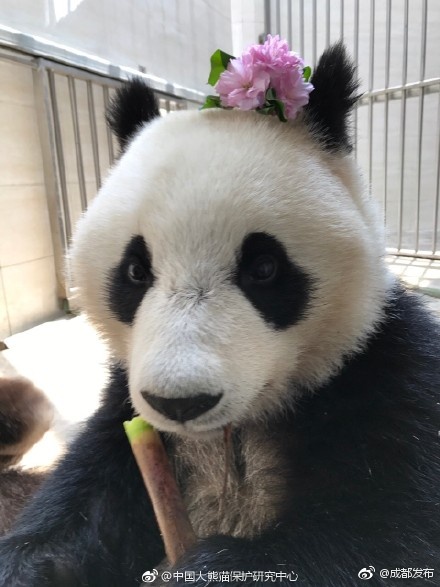 桃子调教色情片