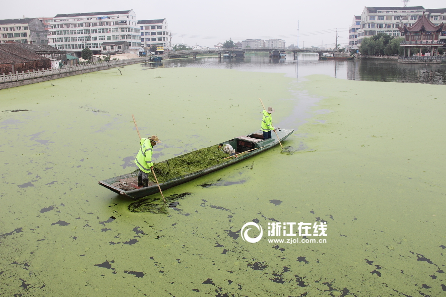 间谍过家家