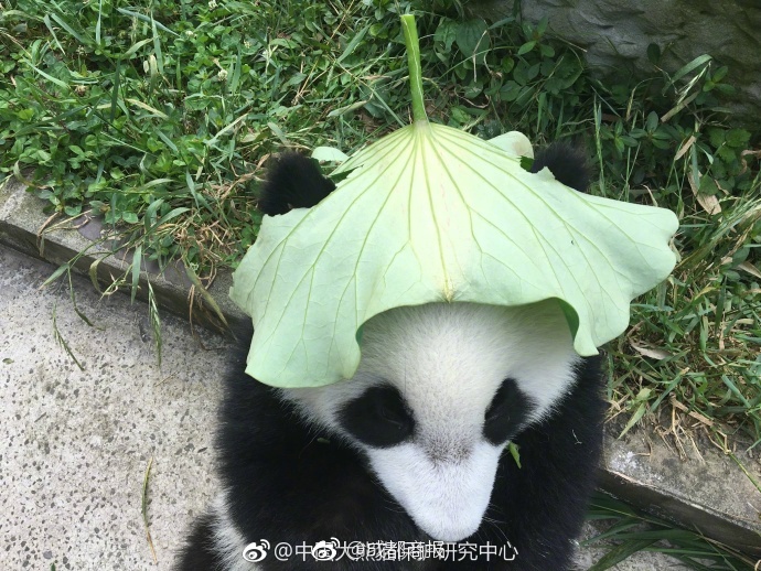 苍井空射屄