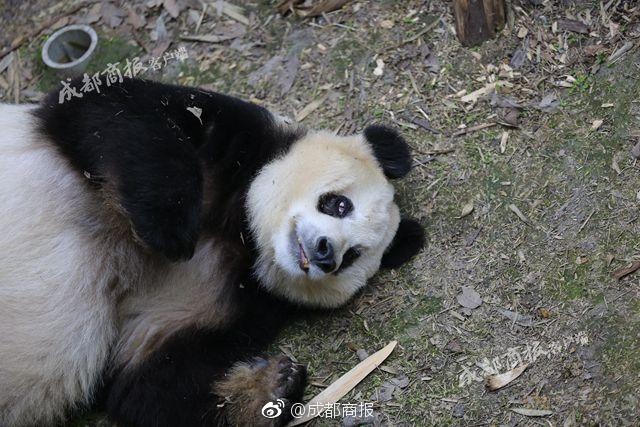 秋霞视频伦理片