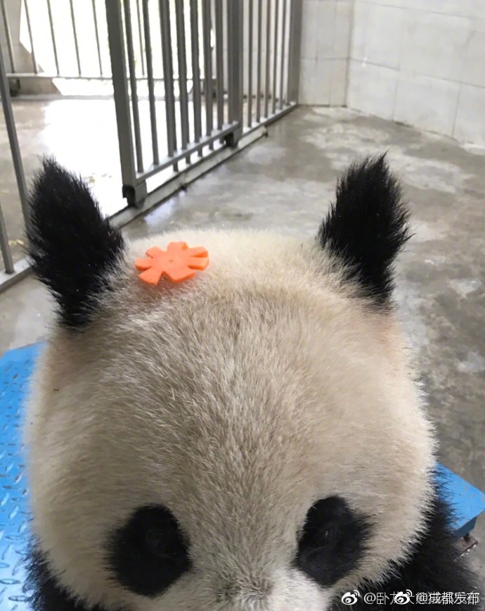 俄罗斯猛少妇BBwBBwBBw