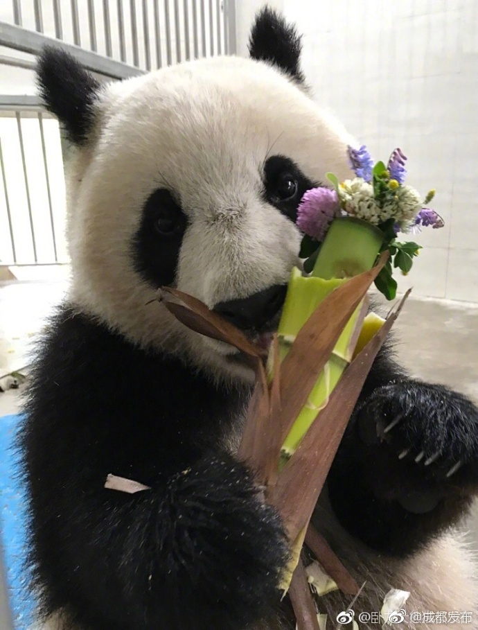 卧龙熊猫头戴鲜花狂卖萌_高清图集_新浪网
